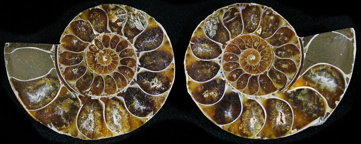 Small Desmoceras Ammonite Pair - #23820